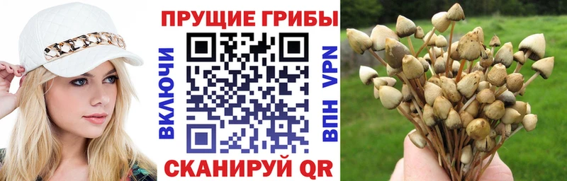 Псилоцибиновые грибы прущие грибы  что такое   Шагонар 